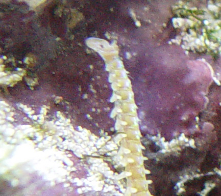 DSC04486_bristleworm-vi.jpg
