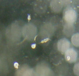 DSC02592Copepods-vi.jpg