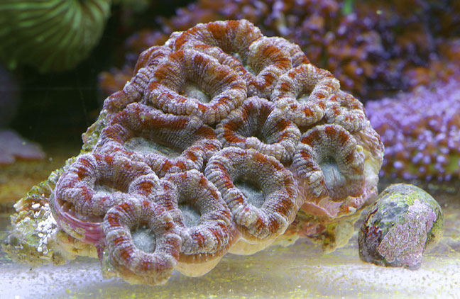 Acanthastrea.jpg