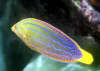 Coris_marquesensis_MARQ2.jpg