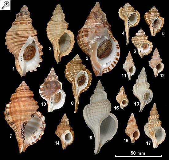ranellidae_plate.jpg