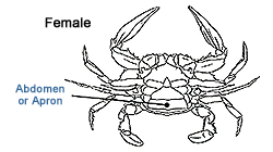 crab_06.gif