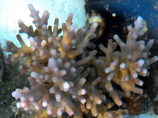 Acropora_turaki2_lg.jpg
