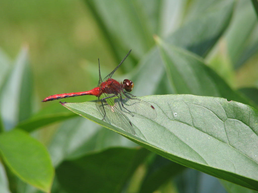 Dragonfly.jpg