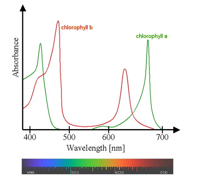 ChlorophyllSpectrum.png
