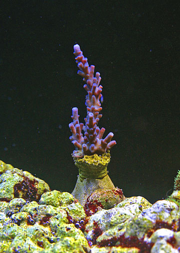 Purple-Tort-2-04.jpg