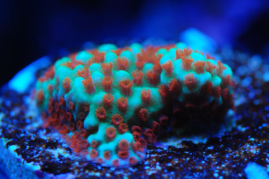 Moonrise_Montipora_Macro_by_Logzor.jpg