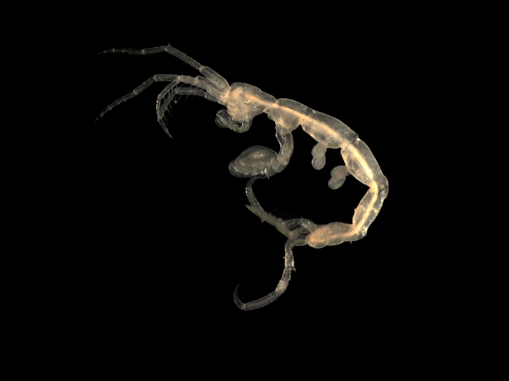 Pariambus_typicus.jpg