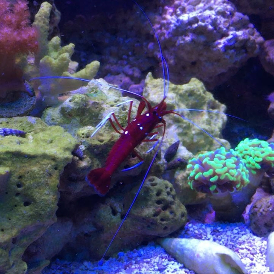 scarlet-shrimp.jpg