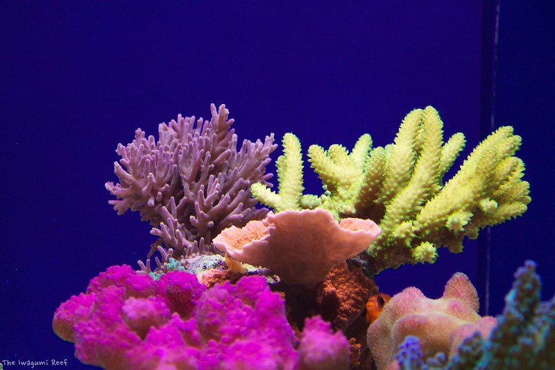 38144949214_a922509b77_c.jpg