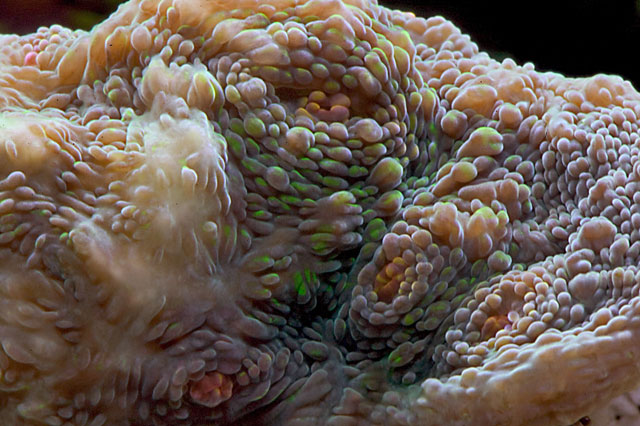 Echinophyllia-Frag.jpg