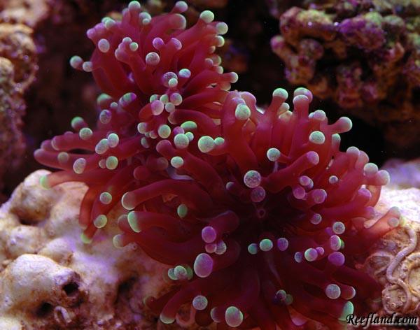 Picture001frogspawn-web.jpg