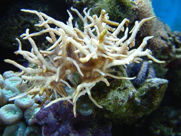 stylophora.jpg