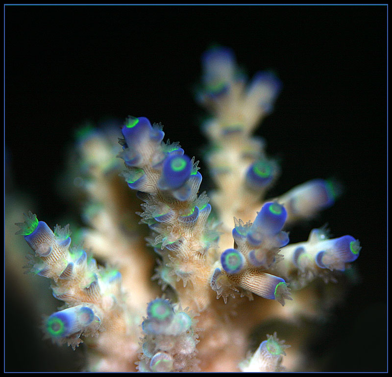 532_night_acro.jpg