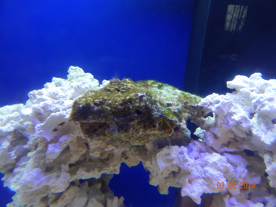 algae.jpg