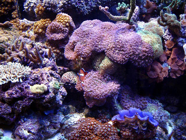 reefshot_0815.jpg