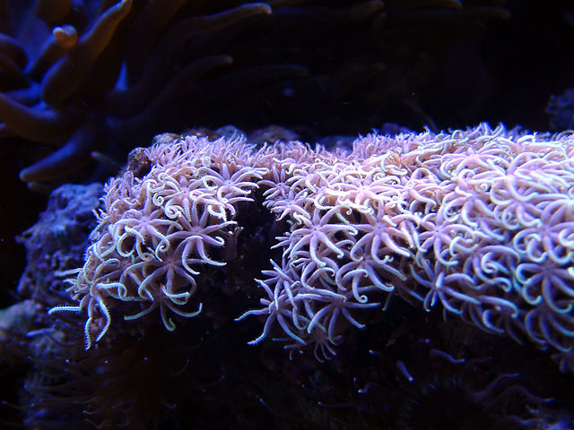 neon_starpolyps.jpg