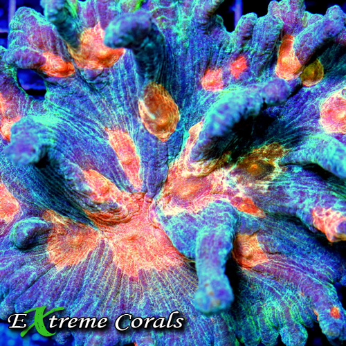 Extreme Corals Pectinia