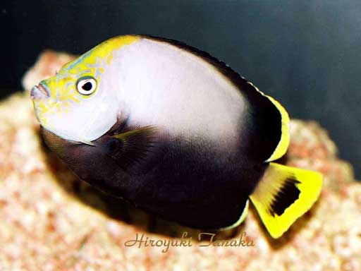 Chaetodontoplus-dimidiatus.jpg