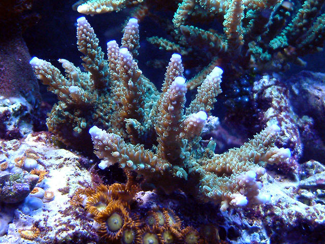 blue_tipped_acro_0811.jpg