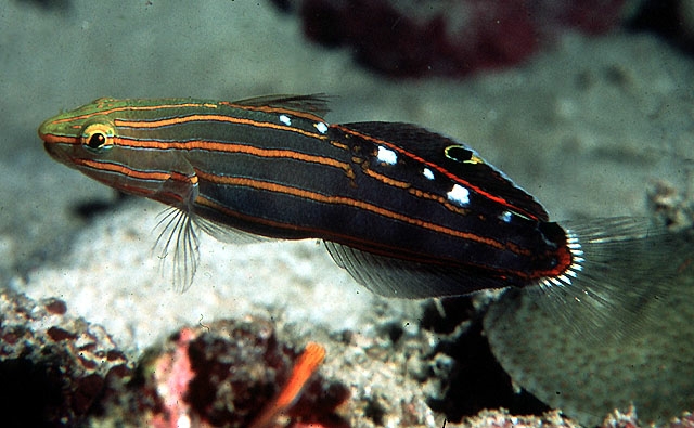 Amblygobius_rainfordi.jpg