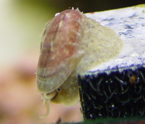 4stomatella3-vi.jpg