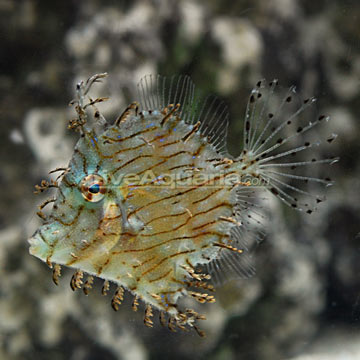 p-70886-filefish.jpg