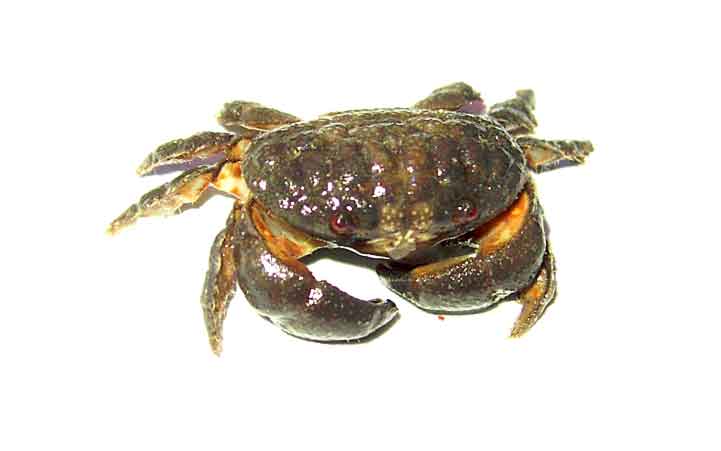 crabID.jpg