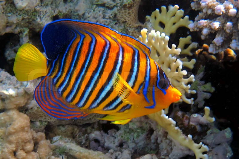 2602371-920584-regal-angelfish-i-det-roede-hav-egypten.jpg