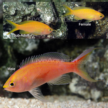 p-37145-anthias.jpg