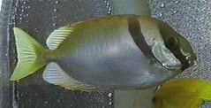 Siganus_doliatus.jpg
