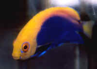 Centropyge_acanthops.jpg