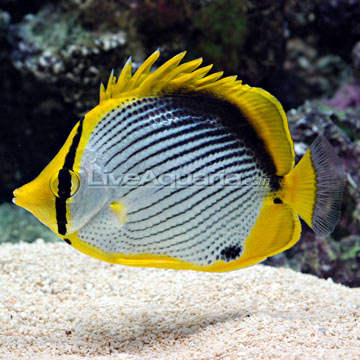 p-39122-butterflyfish.jpg