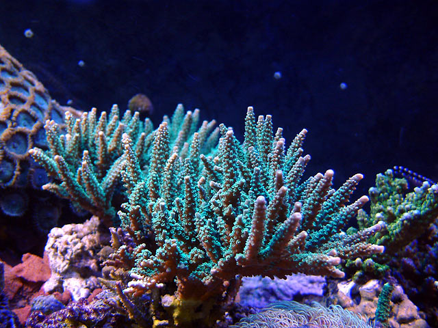 scripps_0707.jpg