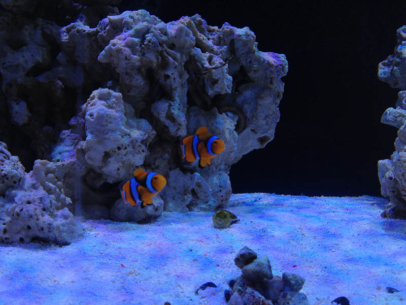 Reef_041114_068.jpg