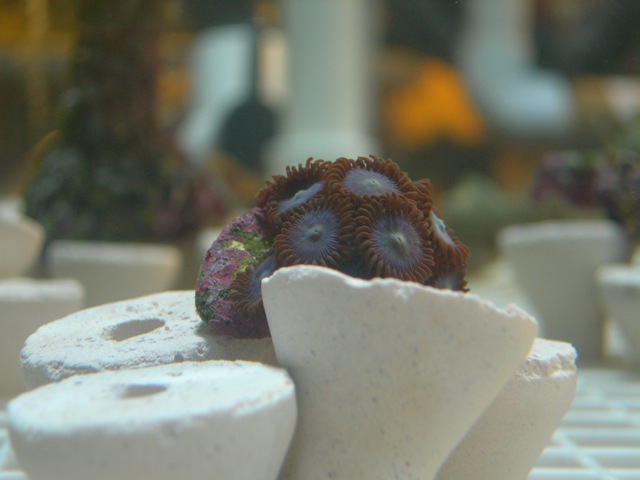 zoa1.jpg