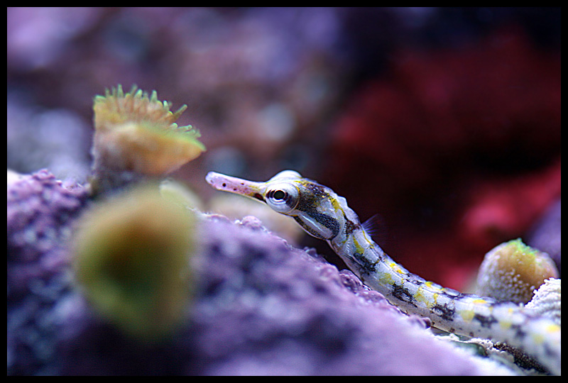 480_pipefish.jpg