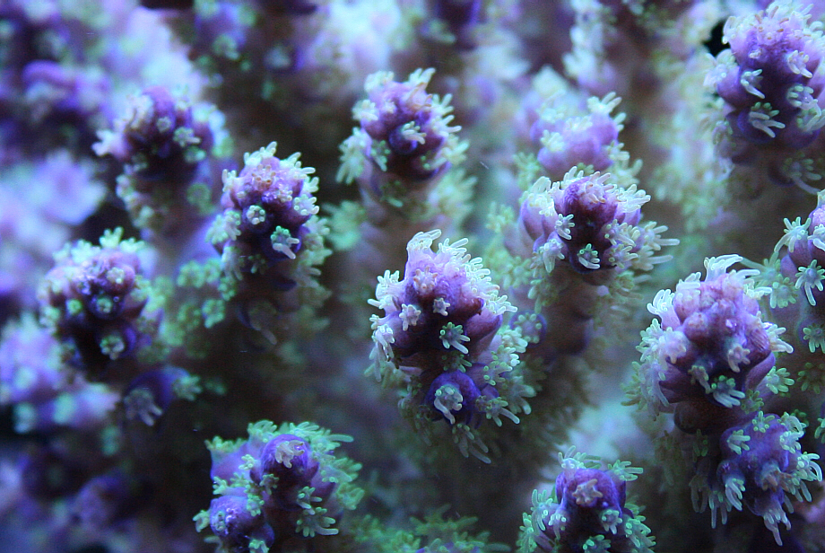 Electricgreenpurpleacroclose08162008.JPG