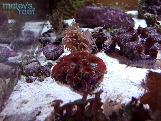 acan_red_0424.jpg
