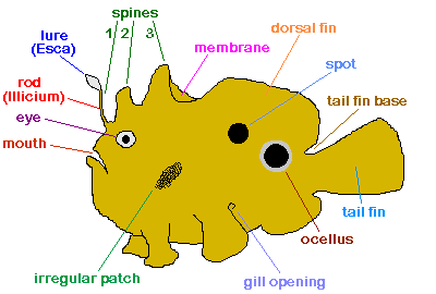 Frogfish-terms.GIF