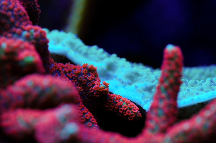 Forest_Fire_Digi_Macro_by_Logzor.jpg