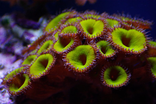 3182670781_4ebcb915a9.jpg