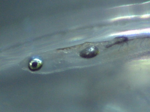 GBG_156_6.jpg