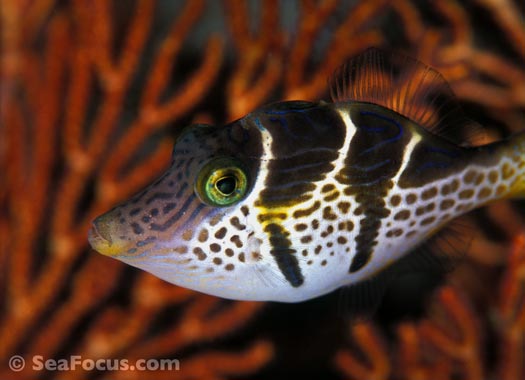 Filefish10.jpg