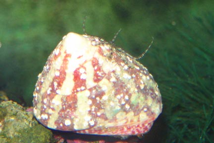 minibrittlehitchiker2-vi.jpg