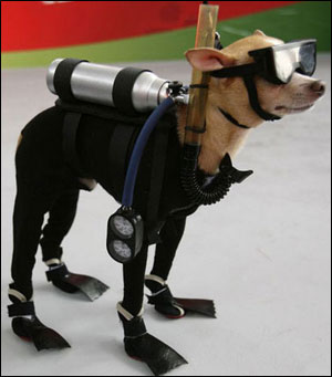 chihuahua-scuba-diver.jpg