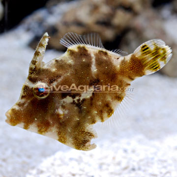 p-26171-filefish.jpg