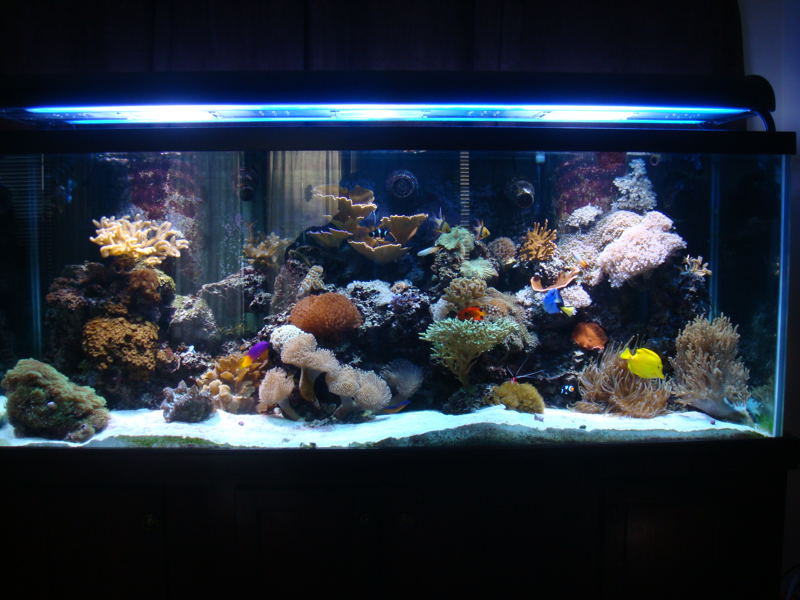 aquarium__may_2010.jpg