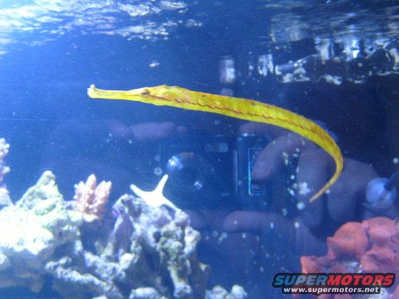 fish-tank-001.jpg