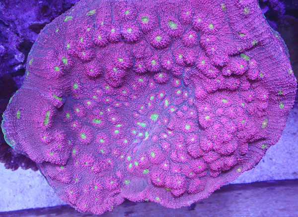 limited_bazookajoewatermelon_colony.jpg